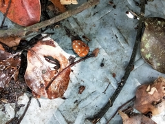 Poecilocoris druraei