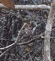 Thamnophilus pelzelni