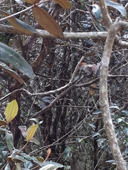 Thamnophilus pelzelni