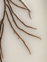 Gracilaria