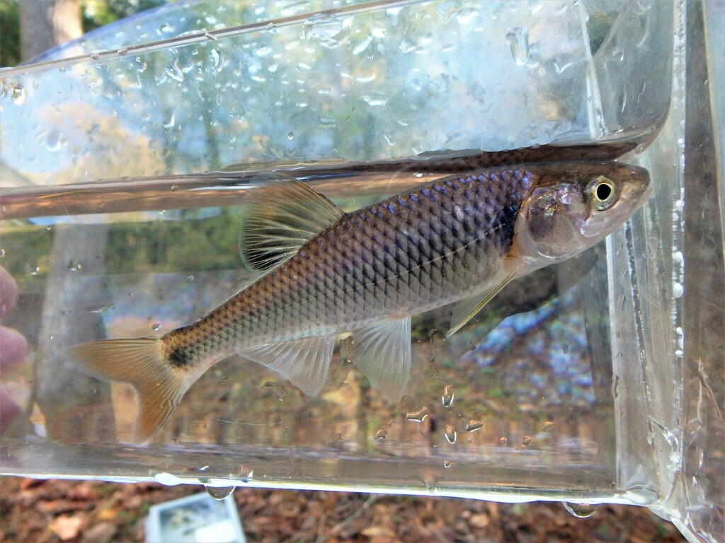 Altamaha Shiner