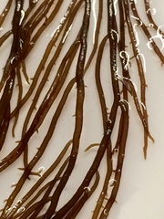 Gracilaria