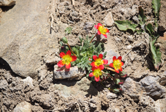 Calandrinia caespitosa