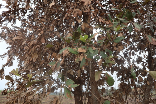 Quercus oleoides (Quercus oleoides)