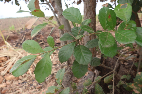 Image of Quercus oleoides by (c) Alexis López Hernández, some rights reserved (CC BY)