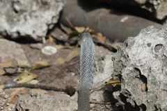 Cubophis cantherigerus