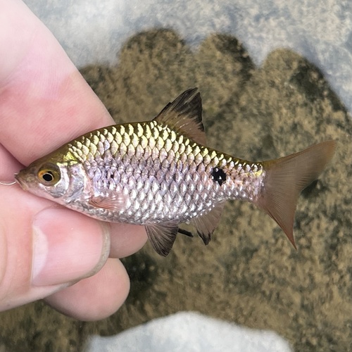 Red barb (Pethia conchonius) — Cyprinidae — 3