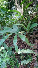 Alpinia intermedia