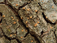 Fuscopannaria pacifica