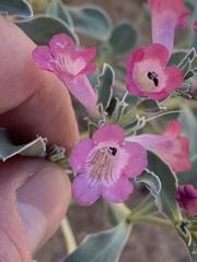 Penstemon albomarginatus