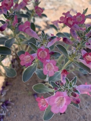 Penstemon albomarginatus
