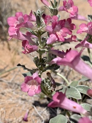 Penstemon albomarginatus