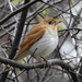 Veery - Photo (c) JoAnne-Russo, some rights reserved (CC BY-NC)