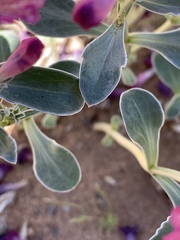 Penstemon albomarginatus