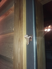 Callosamia angulifera