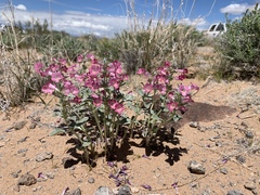 Penstemon albomarginatus