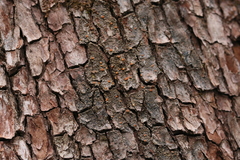 Fuscopannaria pacifica