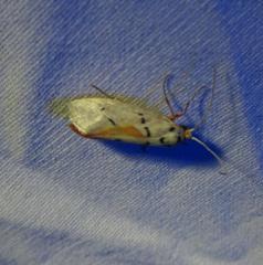 Enaemia atrolinea