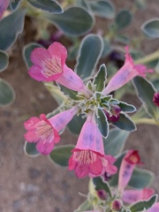 Penstemon albomarginatus