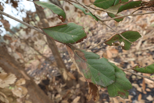 Image of Quercus oleoides by (c) Alexis López Hernández, some rights reserved (CC BY)