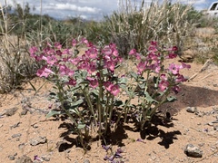 Penstemon albomarginatus
