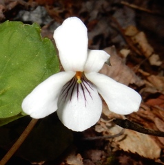 Viola blanda
