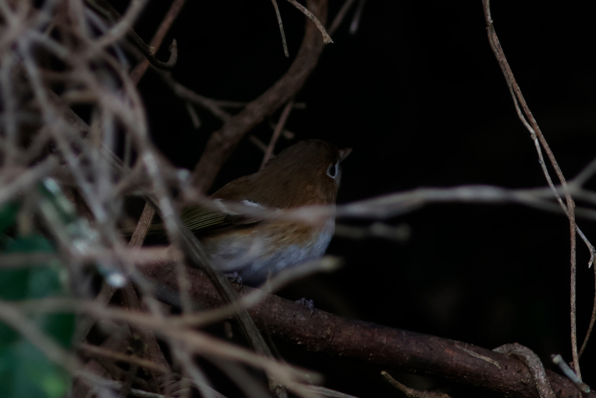 Cozumel Vireo (Vireo bairdi), photo 6