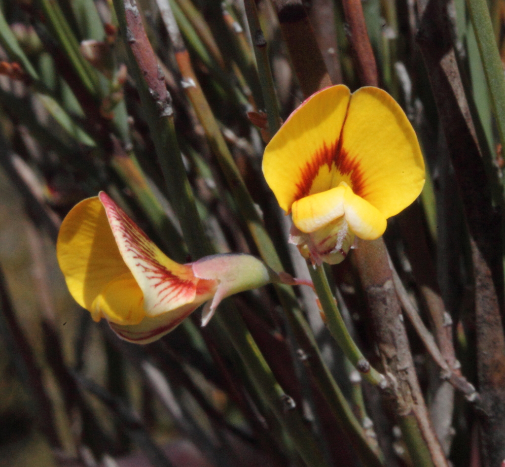 Bossiaea halophila