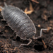 Common Rough Woodlouse - Photo (c) Julian F, some rights reserved (CC BY-NC), uploaded by Julian F