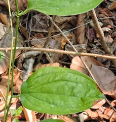Smilax zeylanica