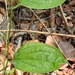 Smilax zeylanica - Photo (c) Subhajit Roy, some rights reserved (CC BY-NC-ND), uploaded by Subhajit Roy