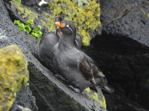 Crested Auklet