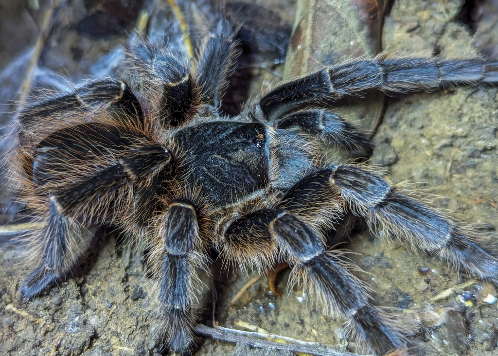 Brazilian Giant Black