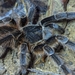 Brazilian Giant Black Tarantula - Photo (c) Jean Martins, some rights reserved (CC BY-NC), uploaded by Jean Martins