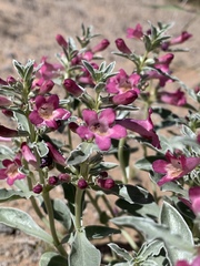 Penstemon albomarginatus