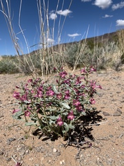 Penstemon albomarginatus