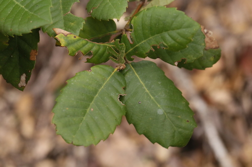 iNaturalist observation photo of Tanoak