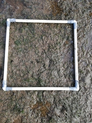 Zostera muelleri