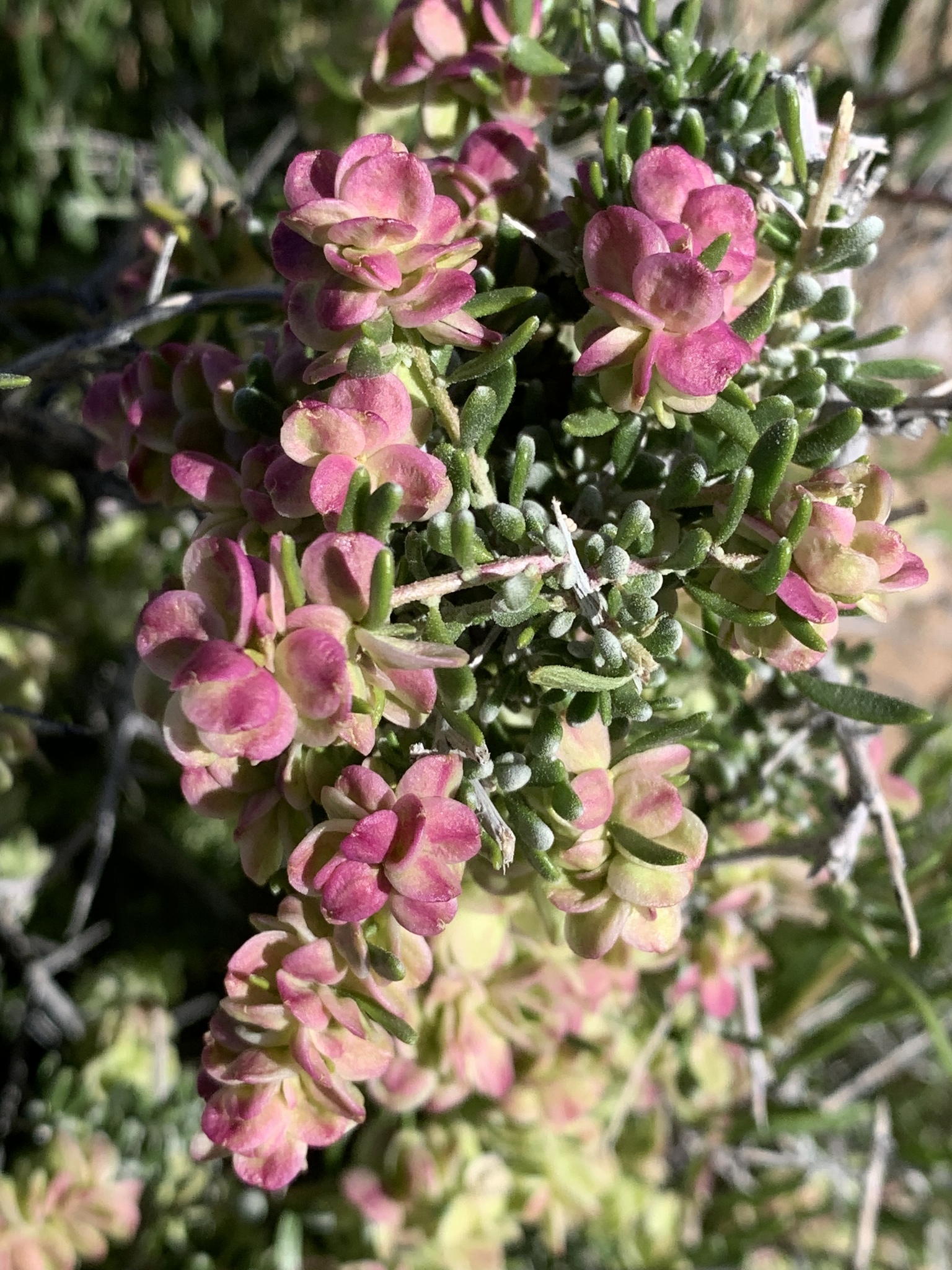 Grayia spinosa