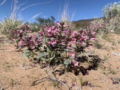 Penstemon albomarginatus