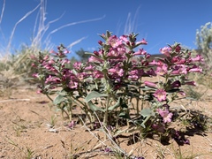 Penstemon albomarginatus