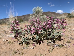 Penstemon albomarginatus