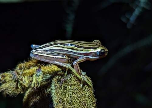 Cerrado Tree Frog