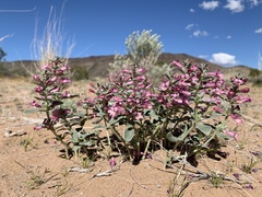 Penstemon albomarginatus