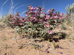 Penstemon albomarginatus