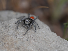Phidippus phoenix