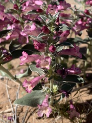 Penstemon albomarginatus