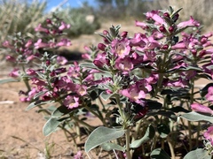 Penstemon albomarginatus