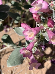 Penstemon albomarginatus