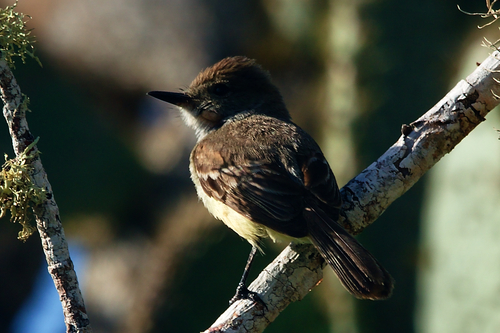Galapagos Flycatcher (Myiarchus magnirostris), photo 10